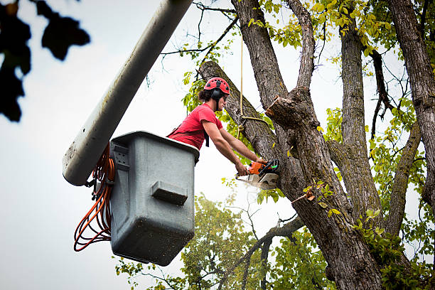 How Our Tree Care Process Works  in  Eclectic, AL