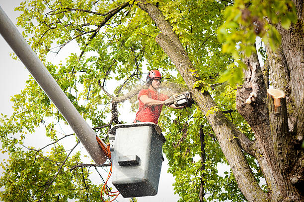 Professional Tree Services in Eclectic, AL